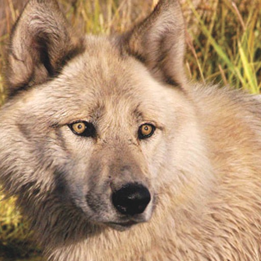 Colorado Wolf and Wildlife Center icon
