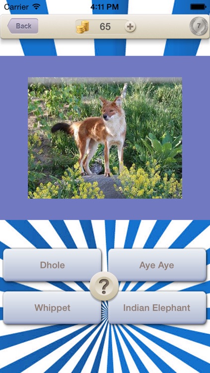 Animals Guess Quiz