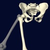 Functional Anatomy for Movement and Injuries: Hip