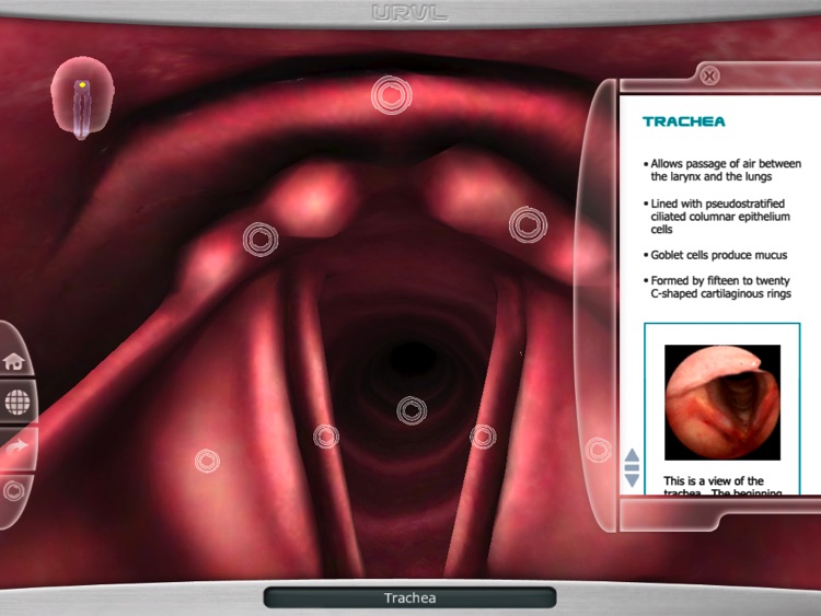 Upper Respiratory Virtual Lab
