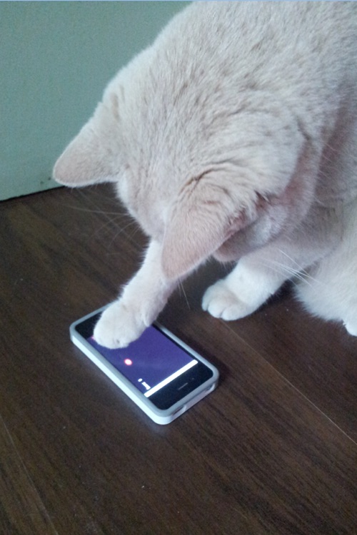 RockCat Video screenshot-3