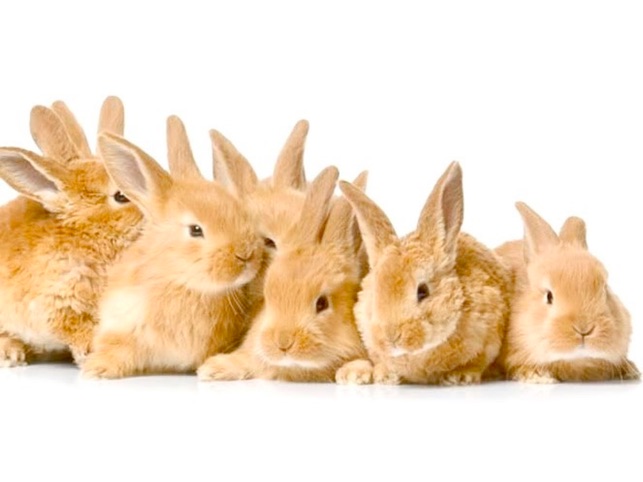 Fluffy Bunnies Jigsaw Puzzle HD