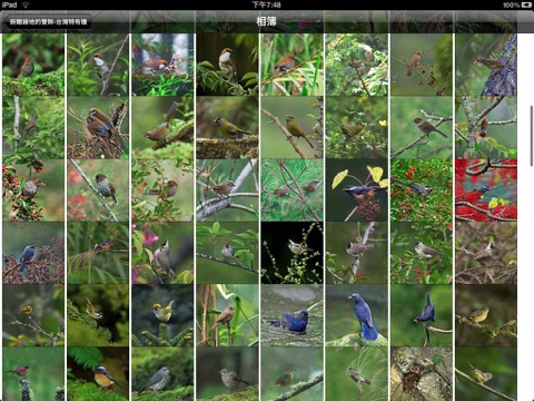 Avian Treasures:Unique Birds Of Taiwan, 1.0 Lite screenshot 4
