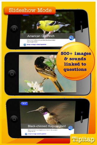 CornellLab Bird Q&A: Your birding questions answered screenshot 4
