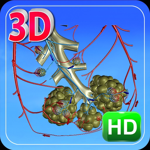 3D Human Blood Circulation Of Lung HD