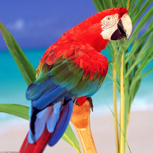 Parrot Encyclopedia icon