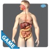 Digestive Anatomy Game