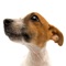 Educational & Fun, Jack Russells brings you the cutest Jack Russell Terrier Photos, Videos and Fun Facts together in a fantastically fun application