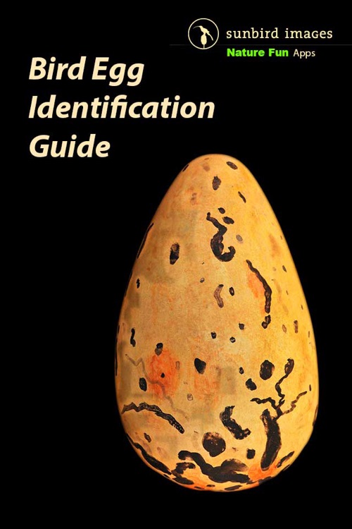 Bird Egg Identification Guide