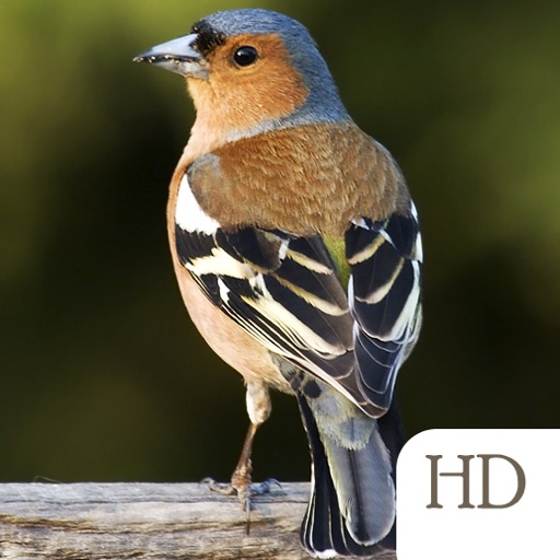 Bird Identifier HD icon