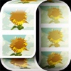 picroll -scroll photo viewer-