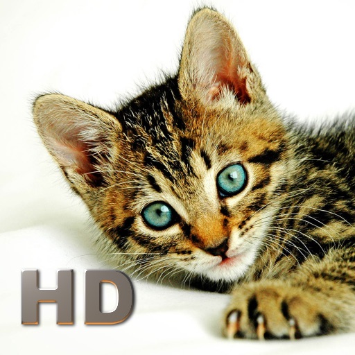 Cats Encyclopedia HD