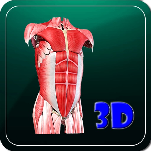 3D Human Body Muscle HD