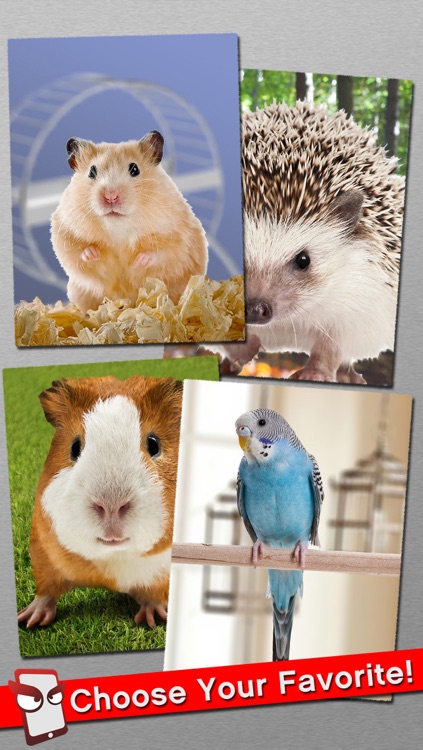 AngryPet Free - The Angry Pet Animal Simulator screenshot-3