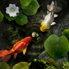 My Fishpond