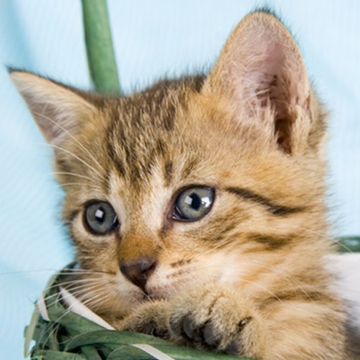 Cutie Scratch -Cats- icon
