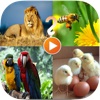 Animal Sound Quiz