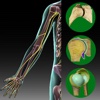 Atlas of Upper and Lower Limb