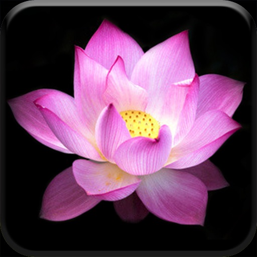 Lotus Pond 3 iOS App