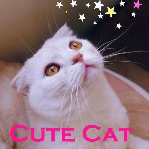 Cute Cat RT