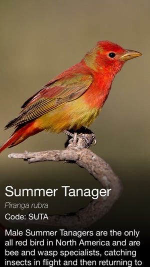 Daily Bird - the beautiful bird a day calendar app(圖4)-速報App