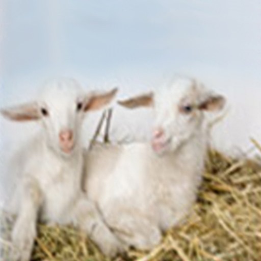 Raising Goats - The Easy Guide To Raising & Caring For Goats icon