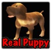 Real Puppy 3D icon
