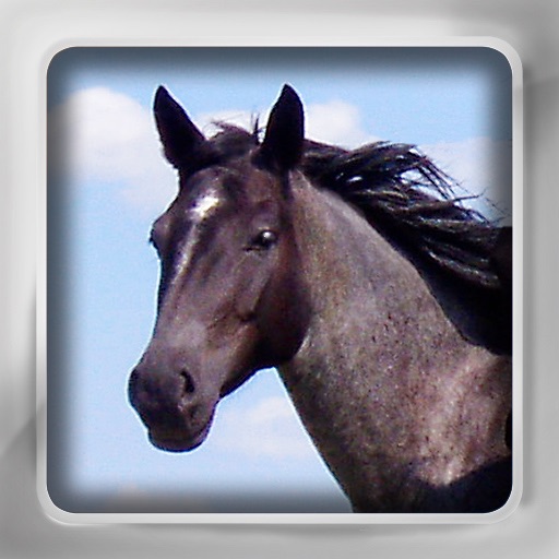Horses Flip: Flashcards of Horse Breeds Icon