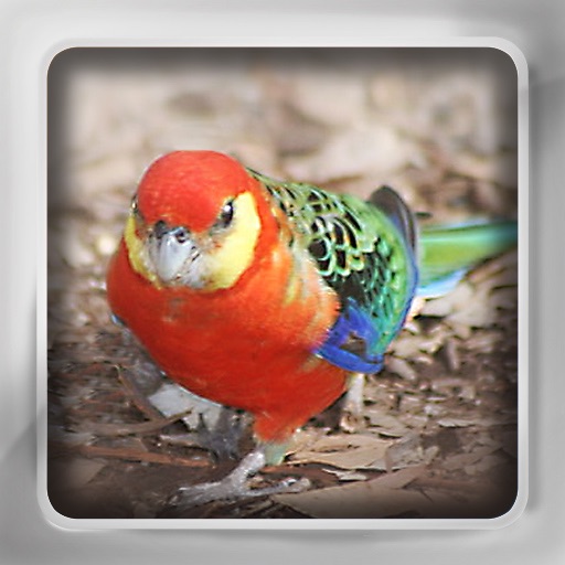 Parrot Flip: Flashcards of Parrots & Tropical Birds