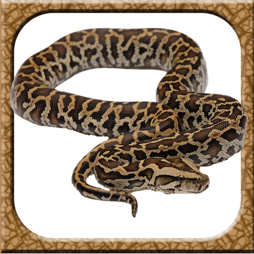 Instasnakes - Snake Photo Bombs Effects Booth icon