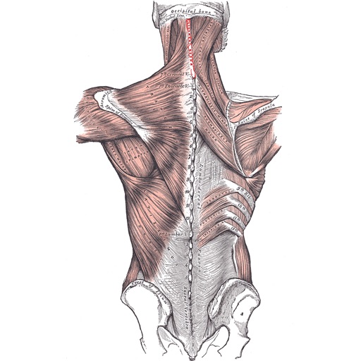 Muscular System icon