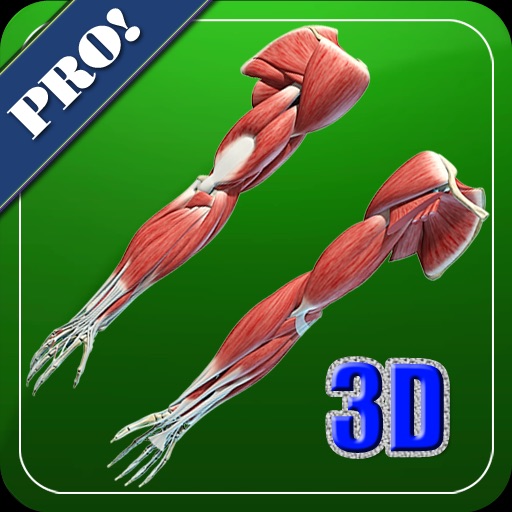 3D Human Upper Limb Muscle Pro