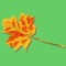 The Tree Identifier app contains identification guides on all native, as well as common non-native trees found in the UK