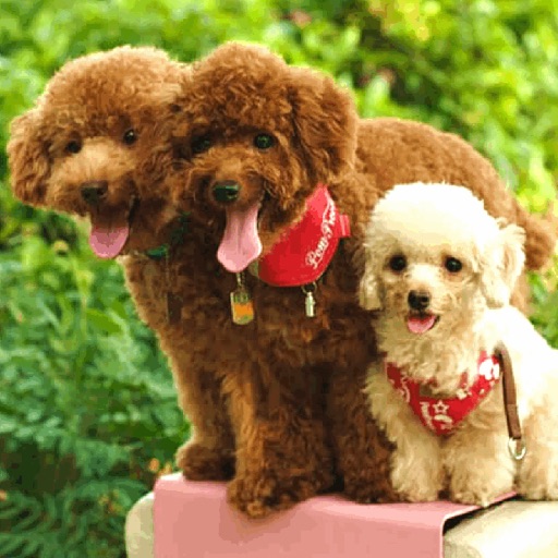 Poodle Wallpaper HD icon