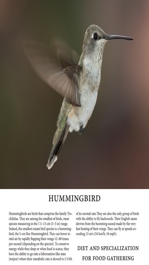 Birds Magazine(圖2)-速報App