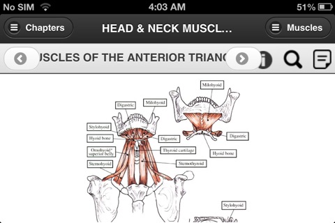 Flash Anatomy Head & Neck Muscles - Free screenshot 2