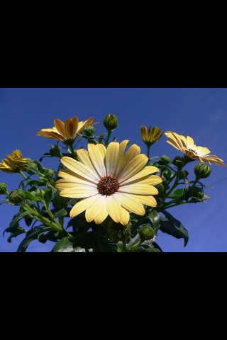 Flowers~ [send lovely roses, sunflowers, tulips] screenshot 4