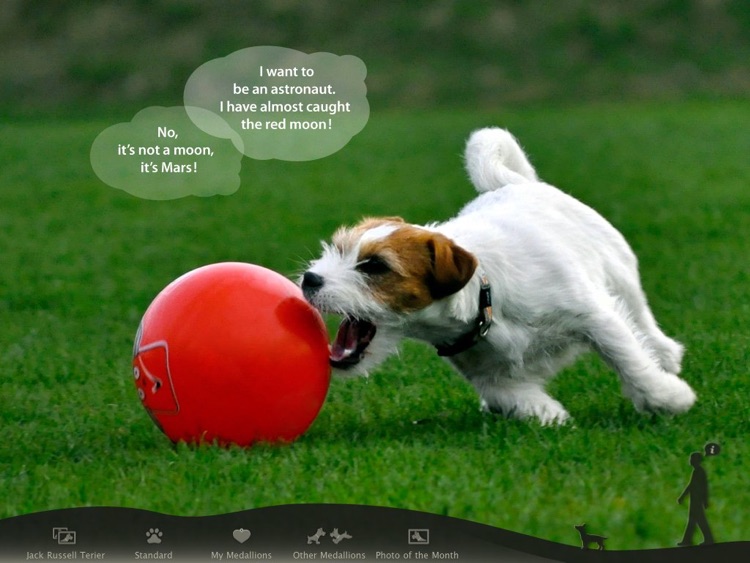 Befriending Dogs - Jack Russell terrier