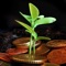 From the booklet "One for the Money" by Elder Marvin J