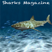Sharks Magazine
