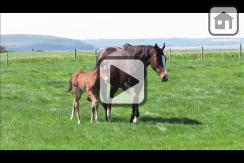 Скриншот из 100 Things: Horses – Video & Picture Book for Toddlers