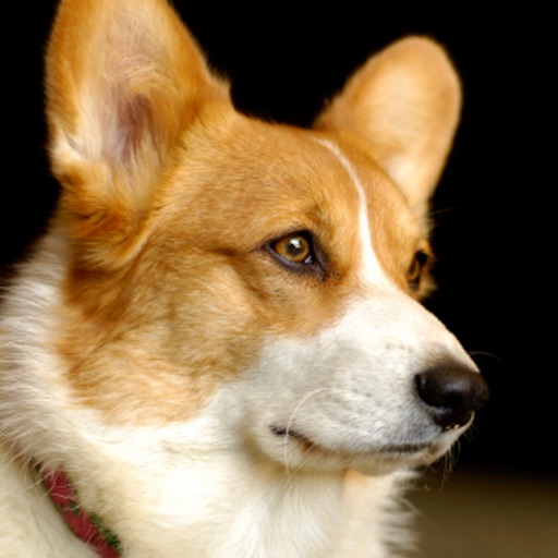 Welsh Corgis - Small Dog Series icon