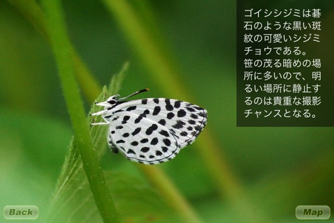 Japanese Butterflies 12 Selection Vol1 screenshot 2