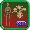 3D Human Vertebrae & Skeleton HD