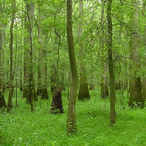 Swamp Forest Virtual Field Trip