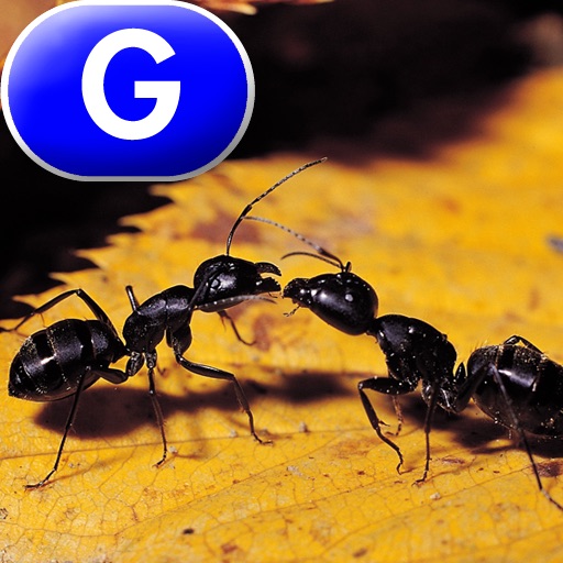 Ants, Ants, and More Ants - LAZ Reader [Level G–first grade] icon