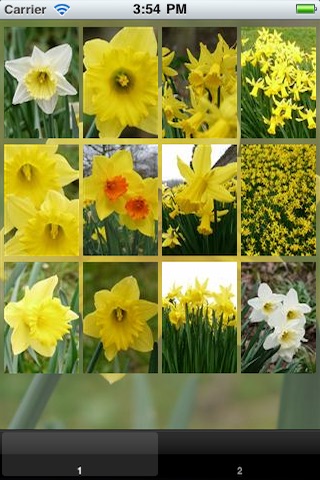 Daffodil Wallpaper screenshot 2