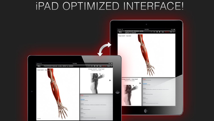 Anatomy In Motion - Shoulder Muscles Flashcards