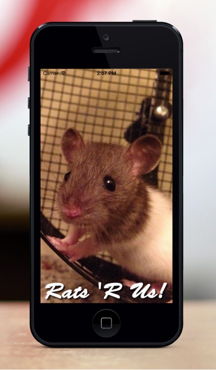 Rats R Us
