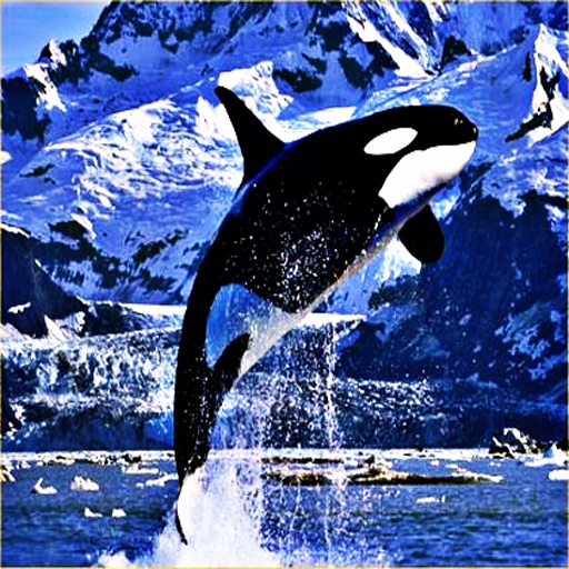 Killer Whale -Swimming the Ocean Now Ur Device icon